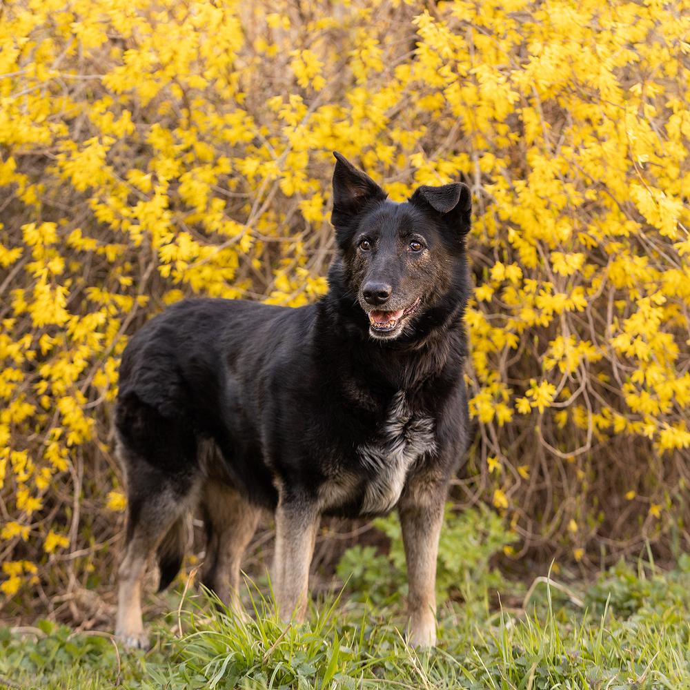 Лима