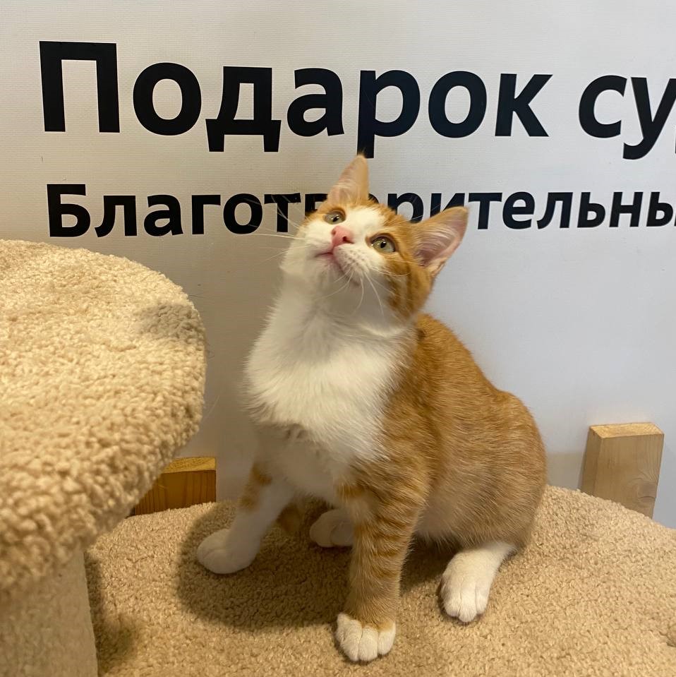 Елисей