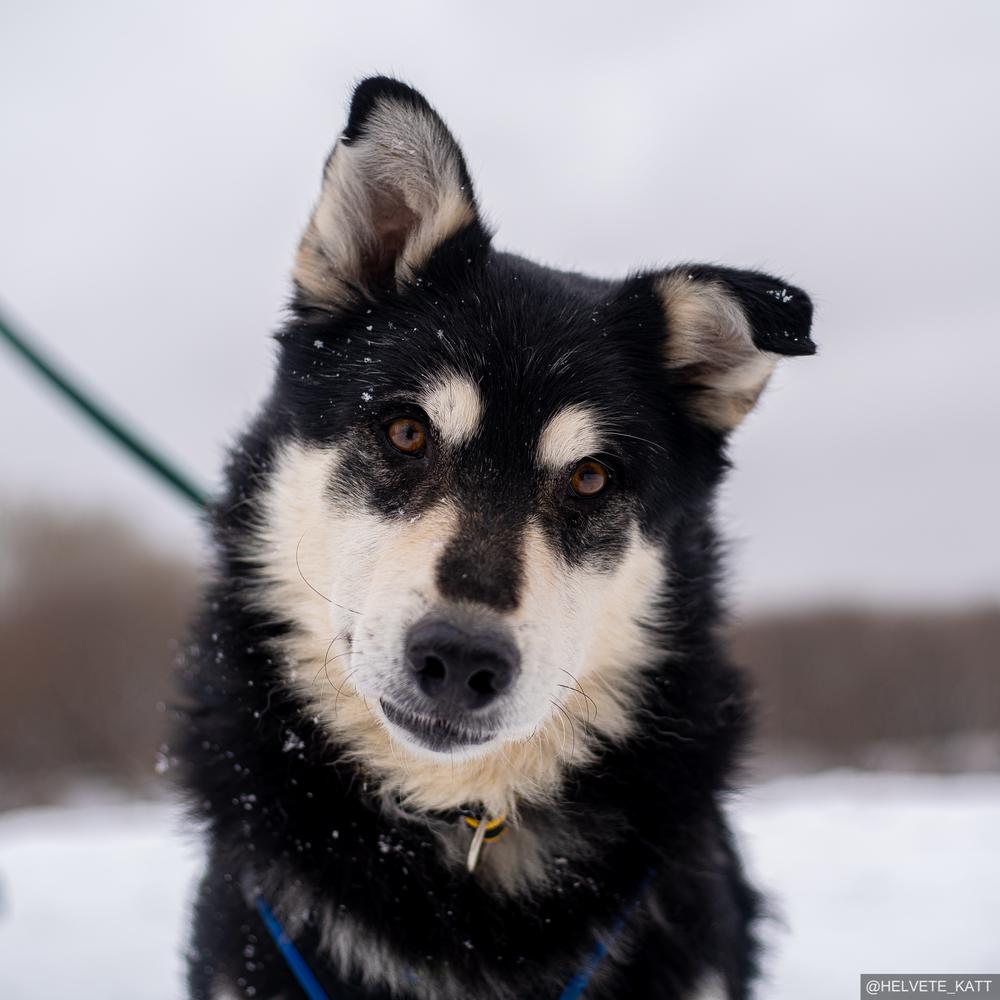 Оскар