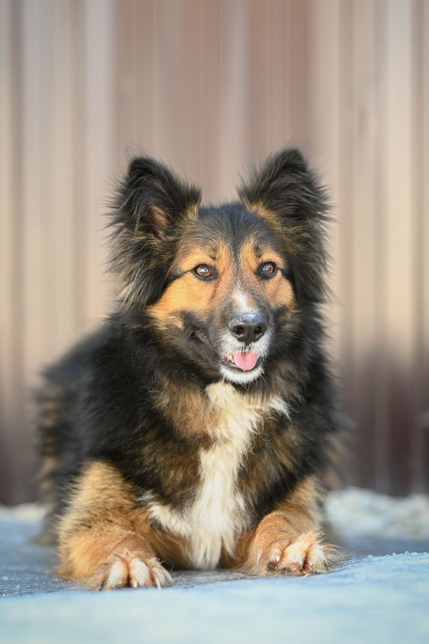 Лютик
