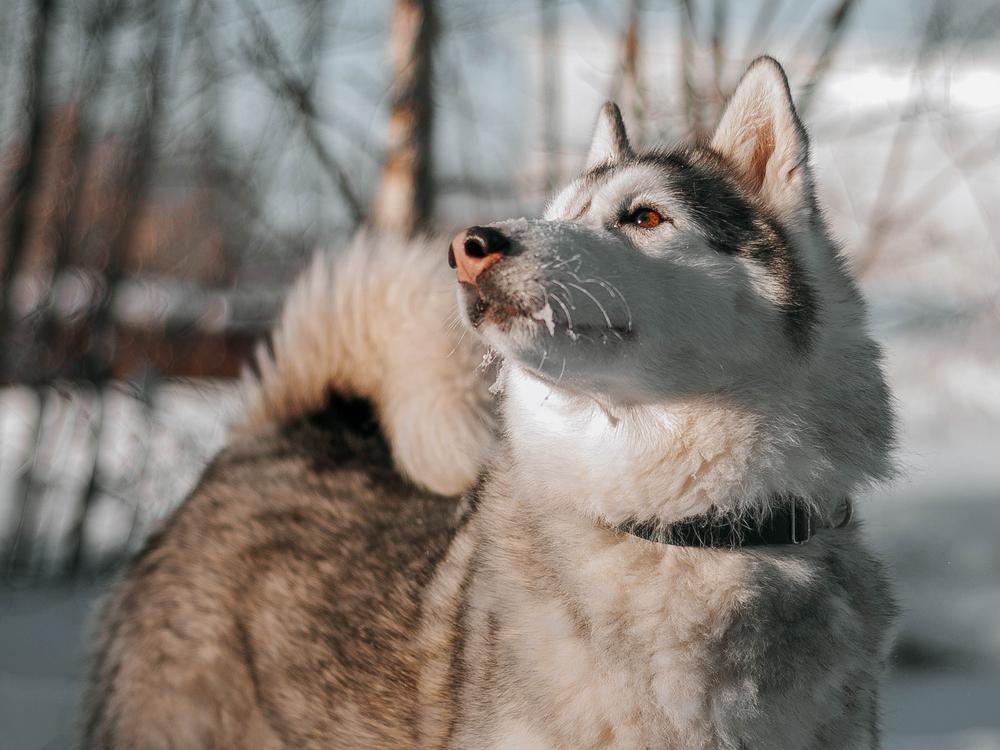 Бэтти