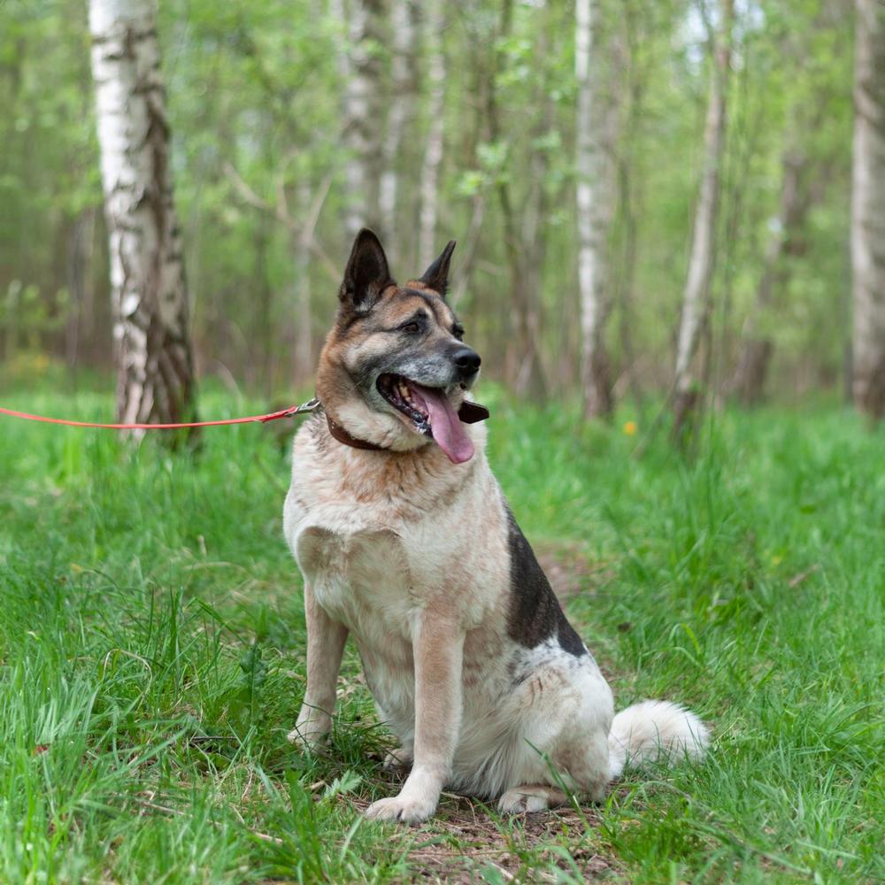Айна