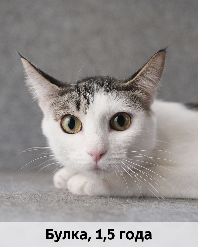 КОТЫ-УЧАСТНИКИ 24.08
