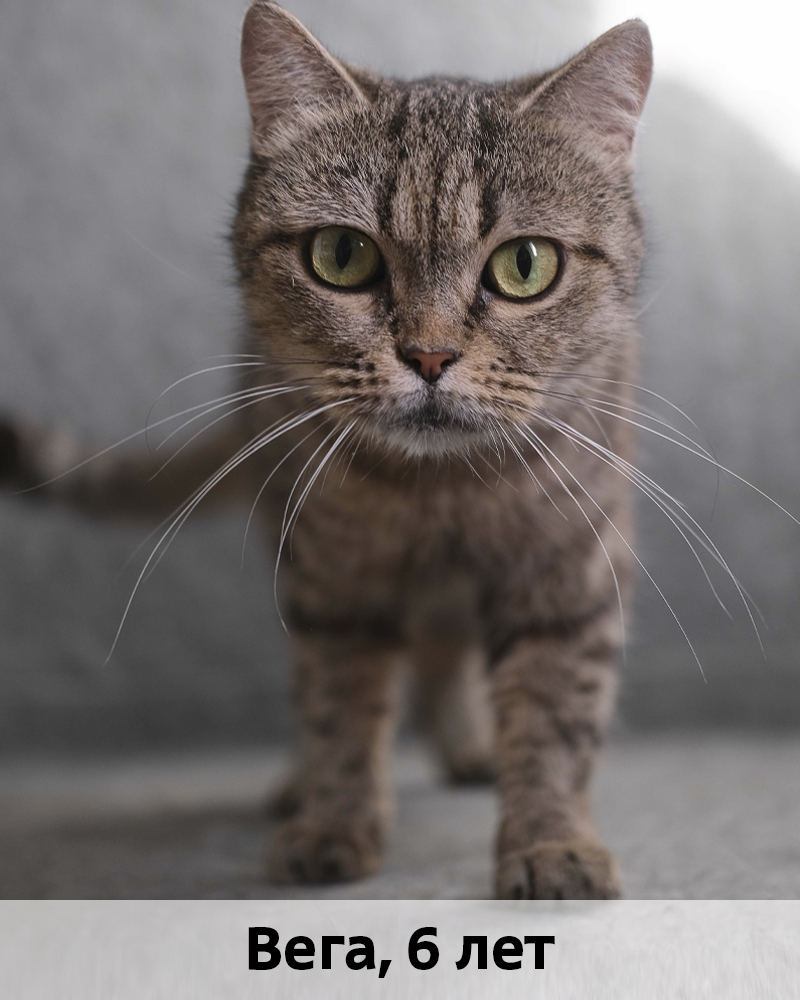 КОТЫ-УЧАСТНИКИ 4.11