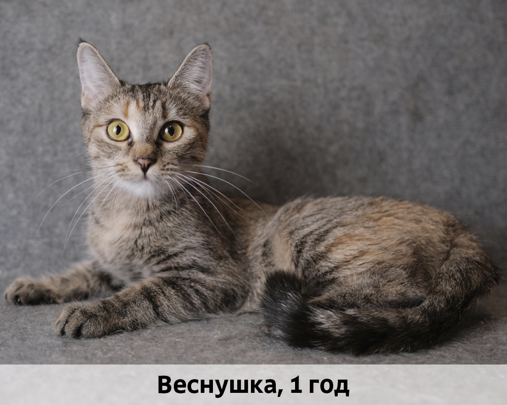 КОТЫ-УЧАСТНИКИ 24.08