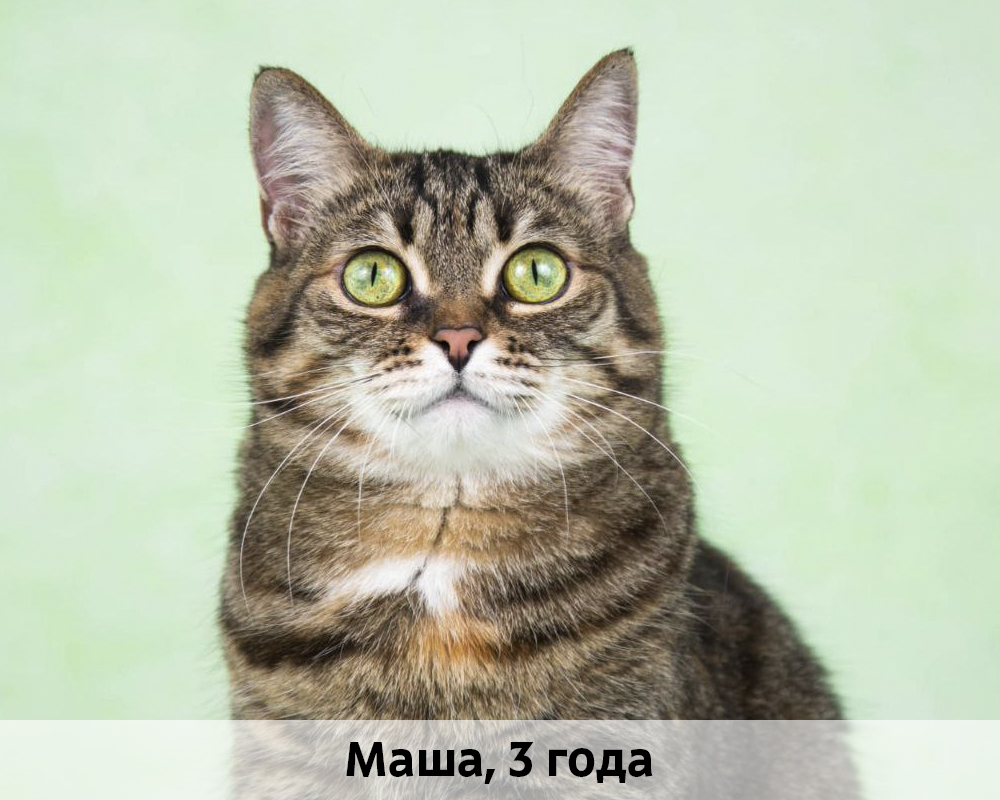 КОТЫ-УЧАСТНИКИ 24.08