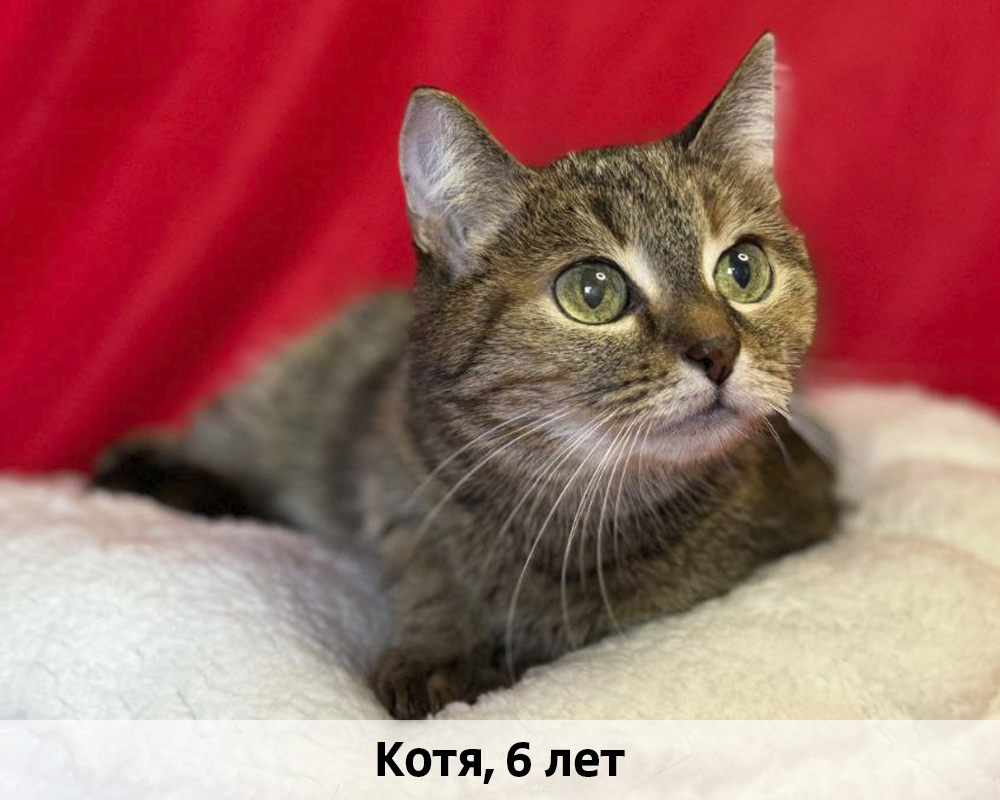 КОТЫ-УЧАСТНИКИ 24.08