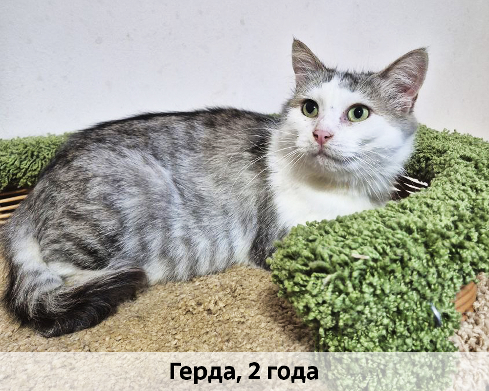 КОТЫ-УЧАСТНИКИ 24.08