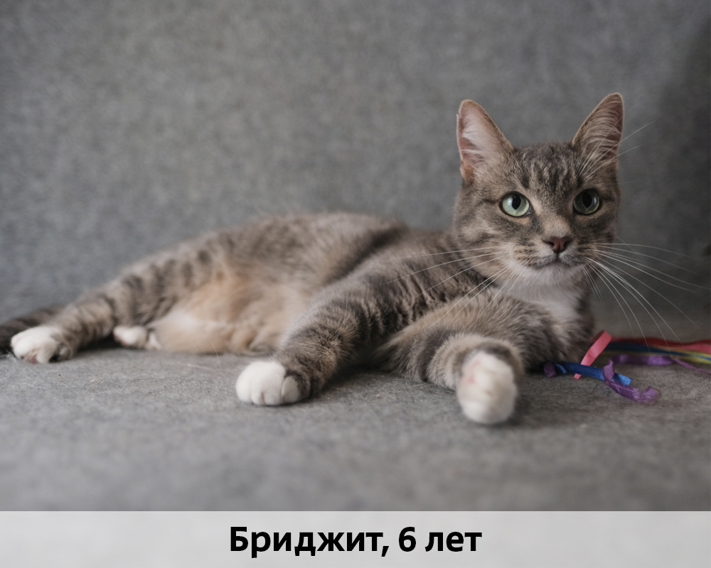 КОТЫ-УЧАСТНИКИ 24.08
