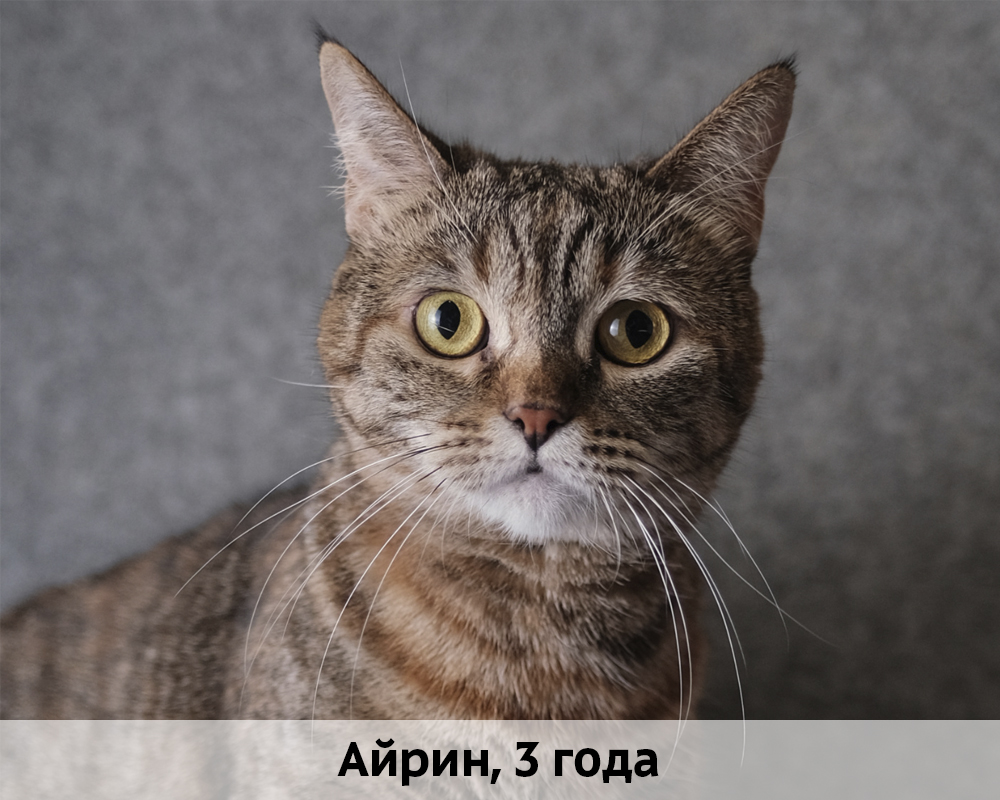 КОТЫ-УЧАСТНИКИ 24.08