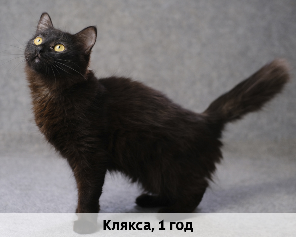 КОТЫ-УЧАСТНИКИ 24.08