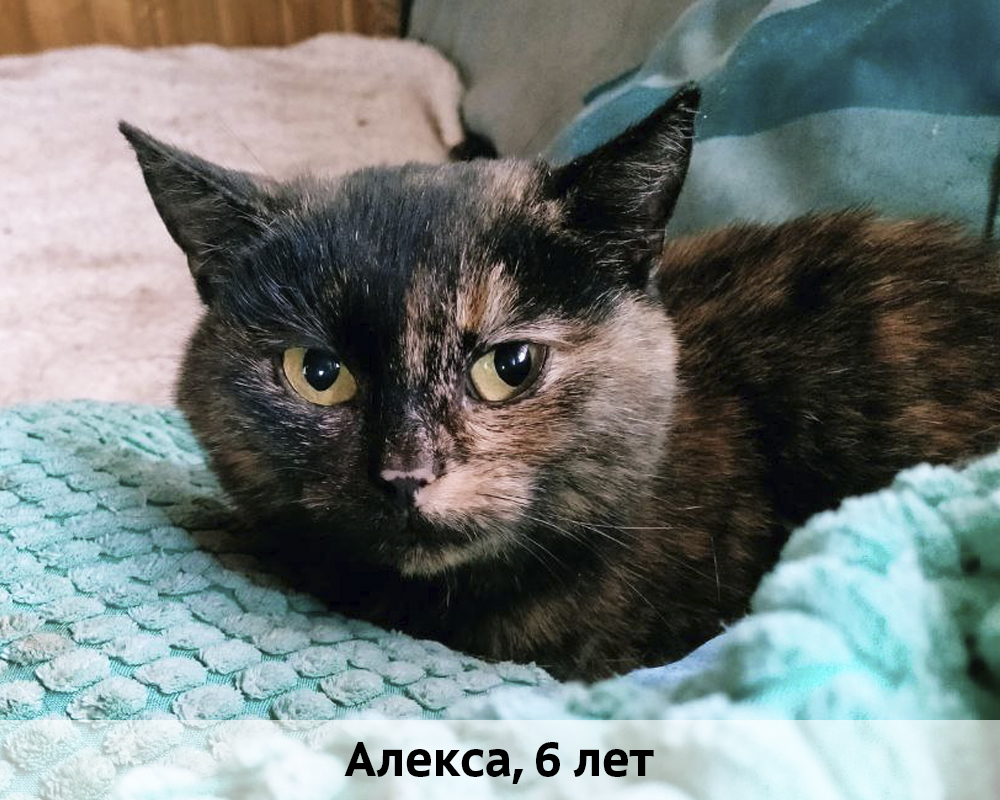 КОТЫ-УЧАСТНИКИ 24.08