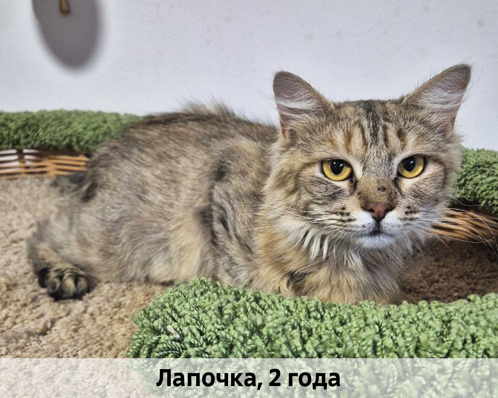 КОТЫ-УЧАСТНИКИ 24.08