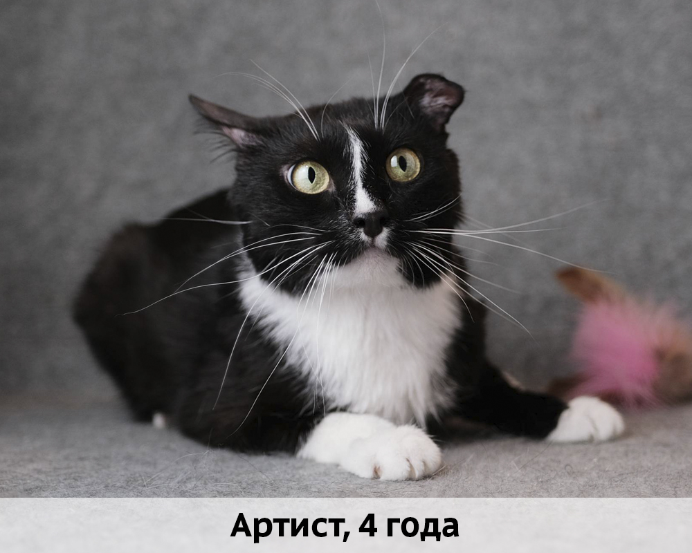 КОТЫ-УЧАСТНИКИ 24.08