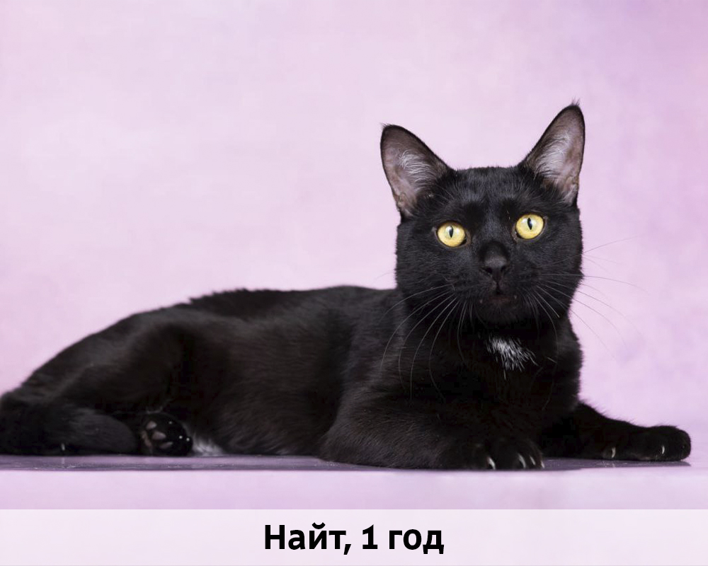 КОТЫ-УЧАСТНИКИ 24.08