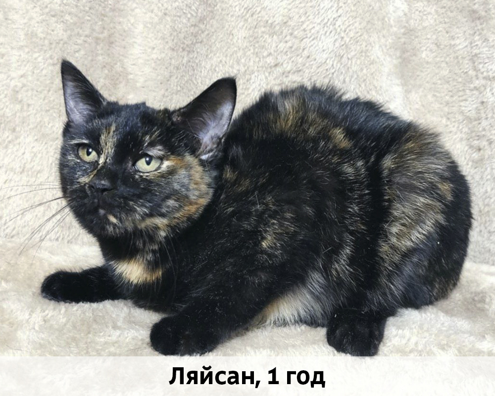 КОТЫ-УЧАСТНИКИ 24.08