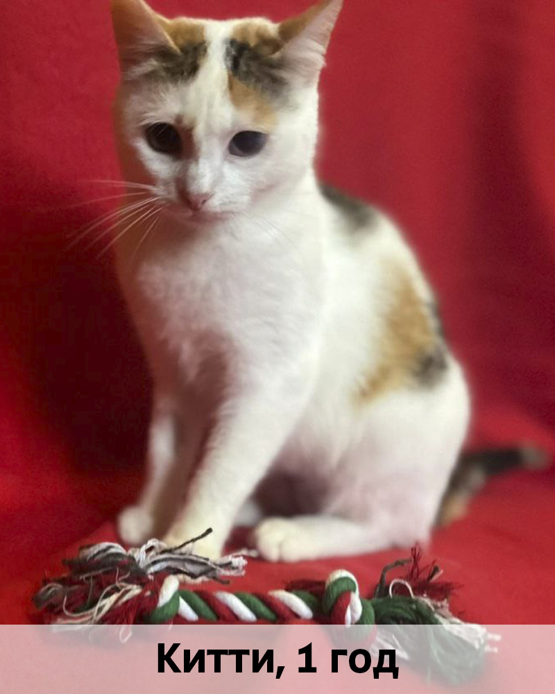 КОТЫ-УЧАСТНИКИ 24.08