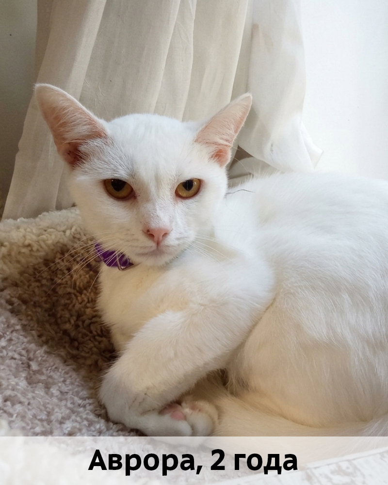 КОТЫ-УЧАСТНИКИ 4.11