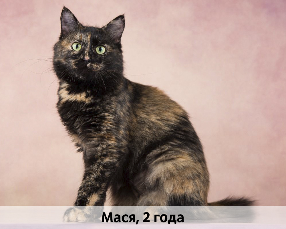 КОТЫ-УЧАСТНИКИ 24.08