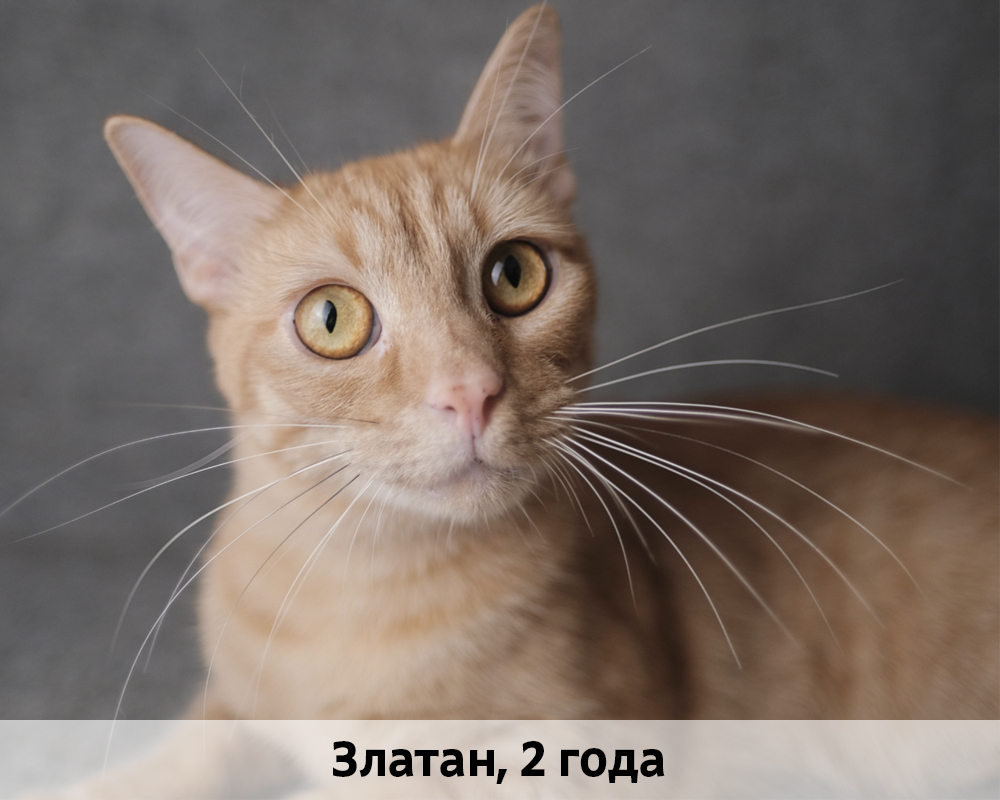КОТЫ-УЧАСТНИКИ 24.08
