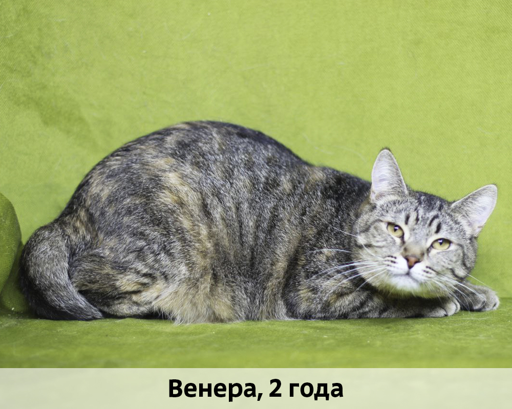 КОТЫ-УЧАСТНИКИ 24.08
