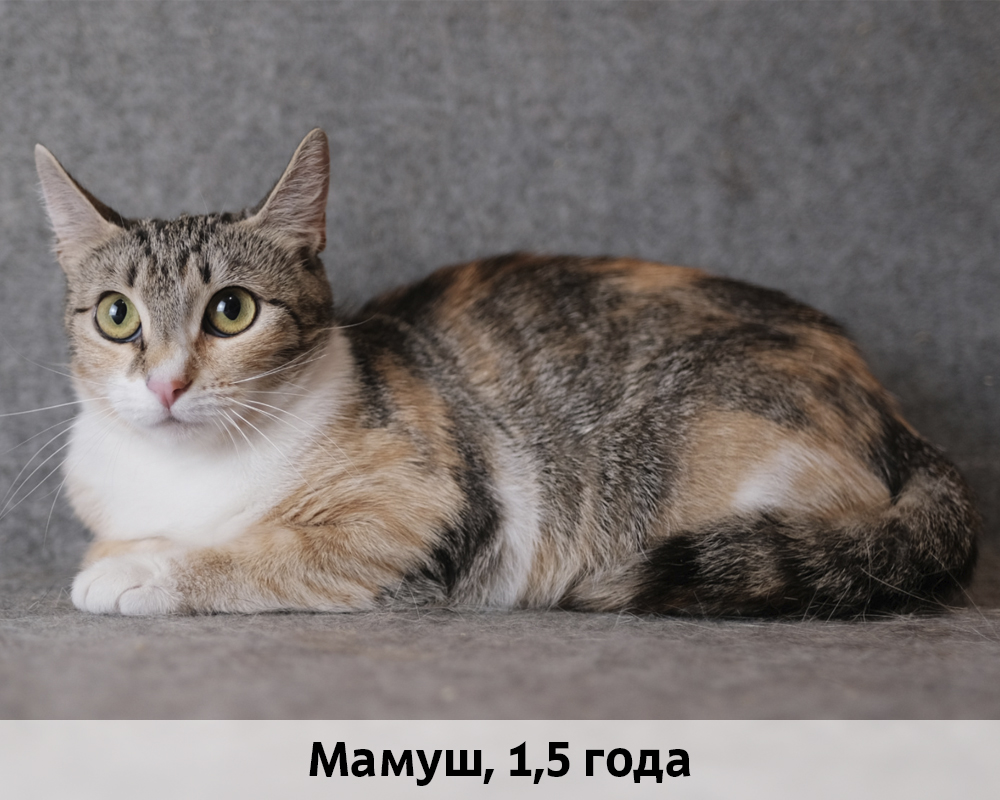 КОТЫ-УЧАСТНИКИ 24.08