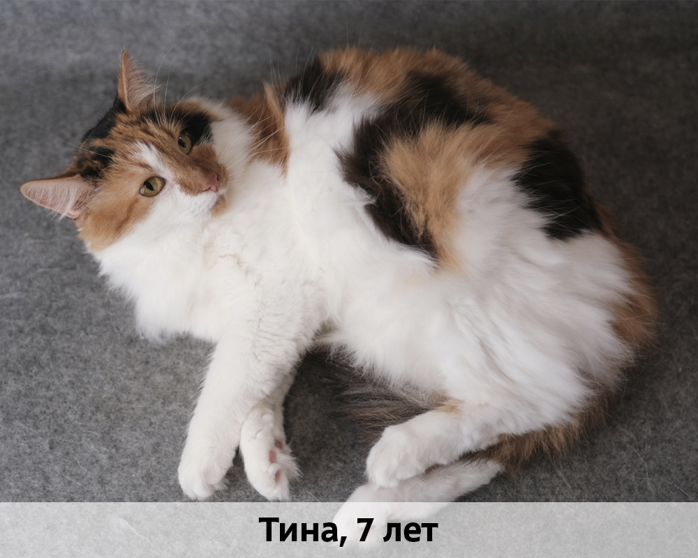 КОТЫ-УЧАСТНИКИ 24.08