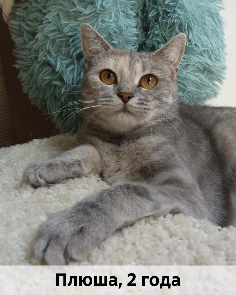 КОТЫ-УЧАСТНИКИ 4.11