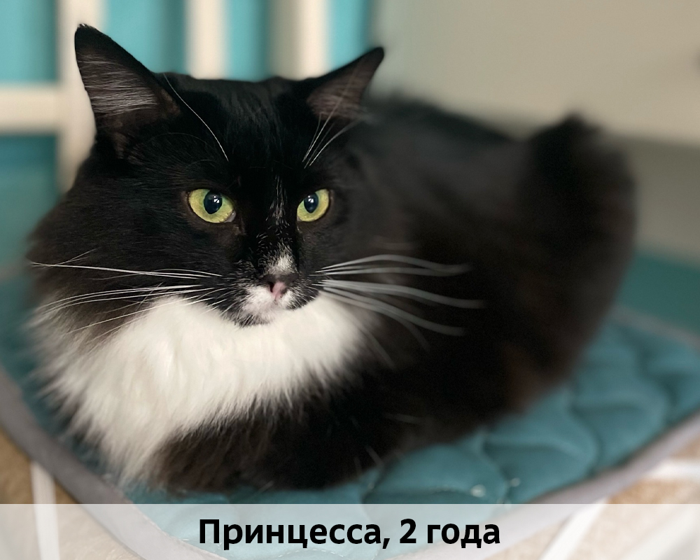 КОТЫ-УЧАСТНИКИ 24.08