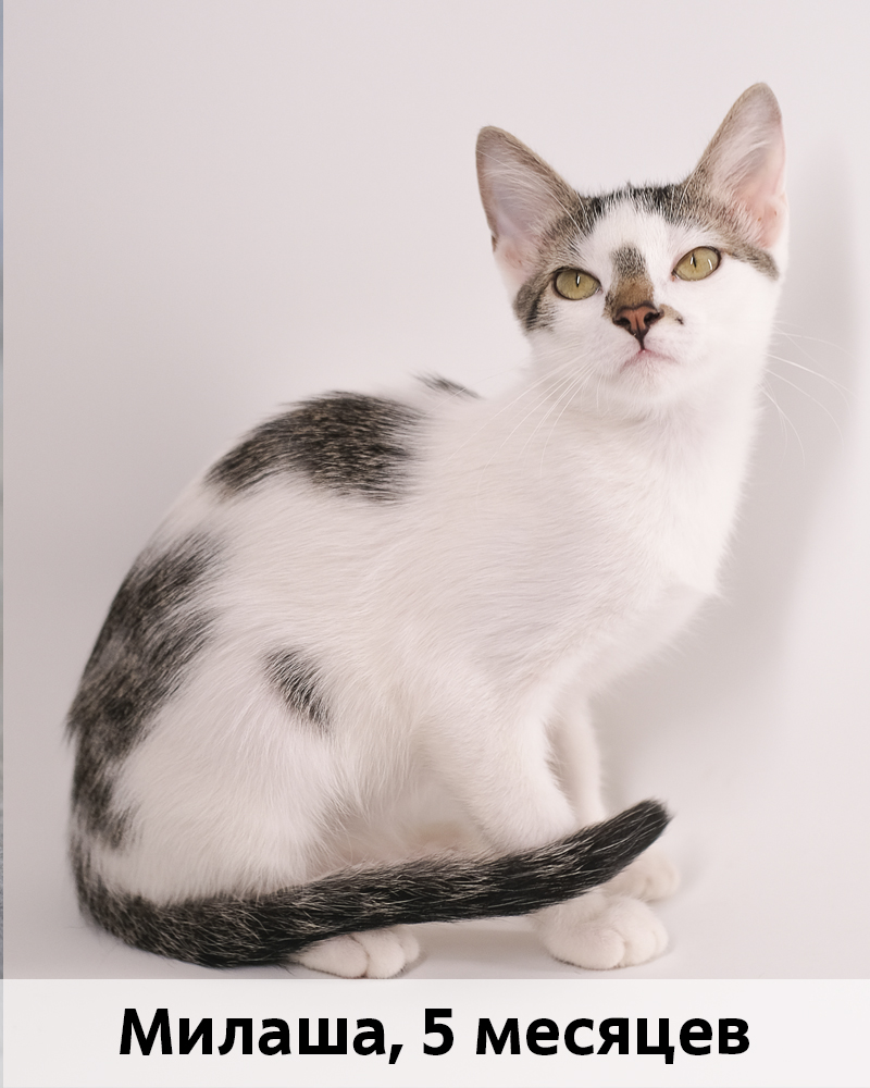 КОТЫ-УЧАСТНИКИ 4.11