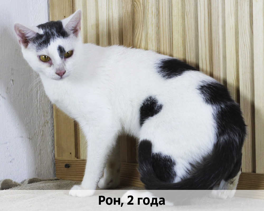 КОТЫ-УЧАСТНИКИ 24.08