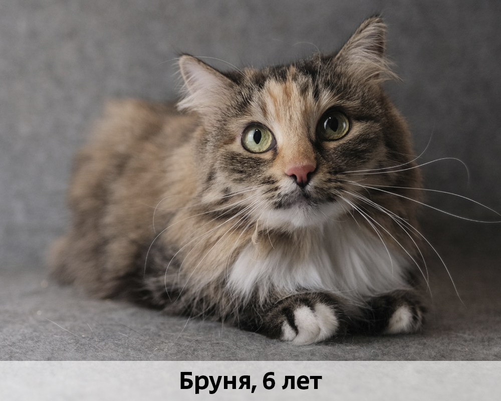 КОТЫ-УЧАСТНИКИ 24.08