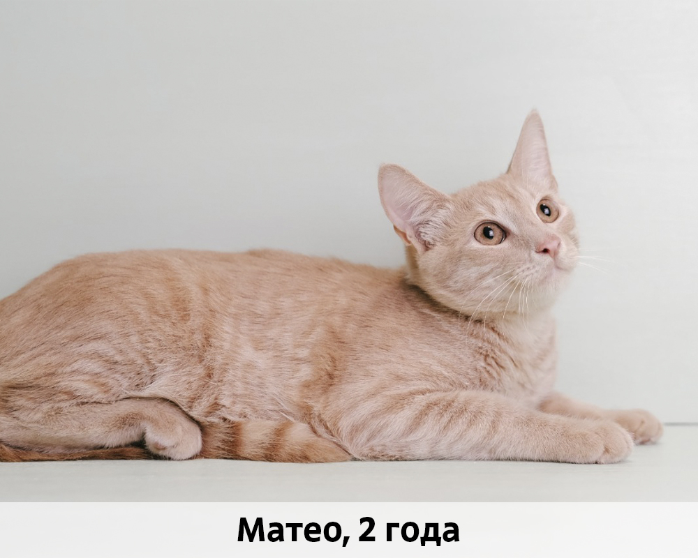 КОТЫ-УЧАСТНИКИ 24.08
