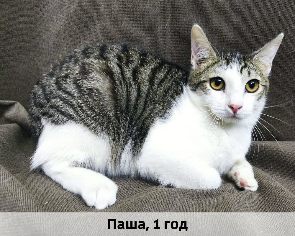 КОТЫ-УЧАСТНИКИ 24.08