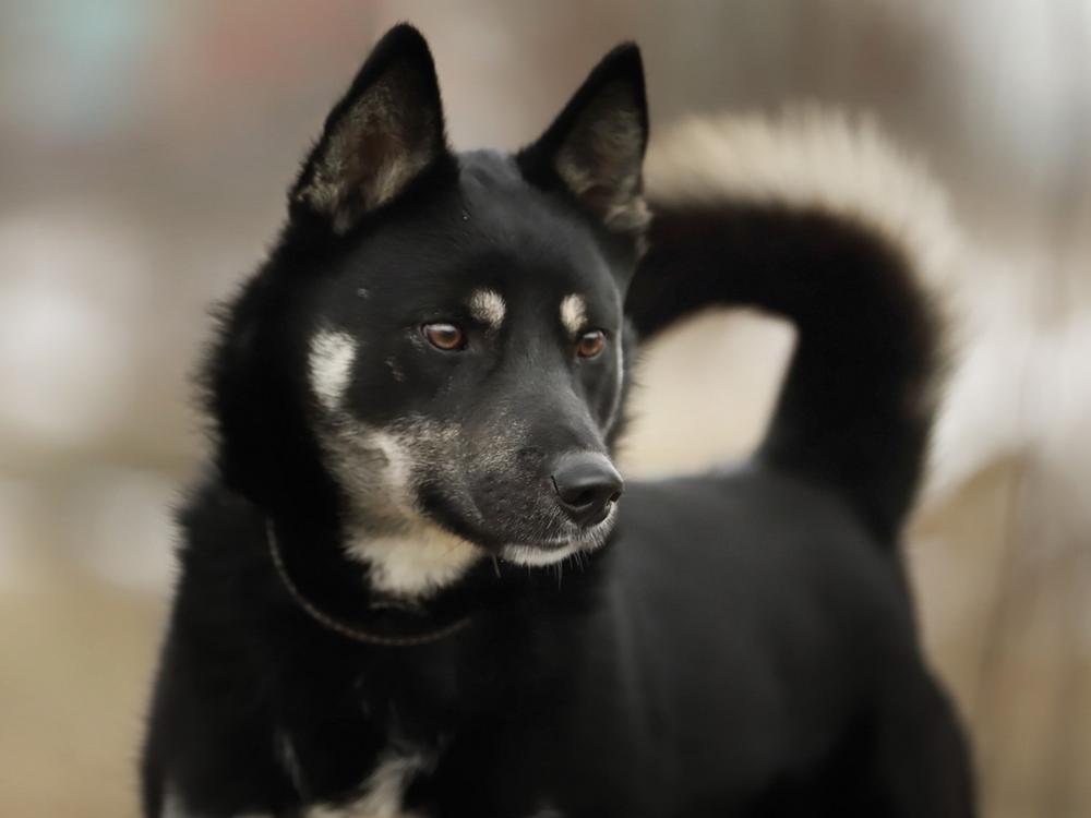 Сокол