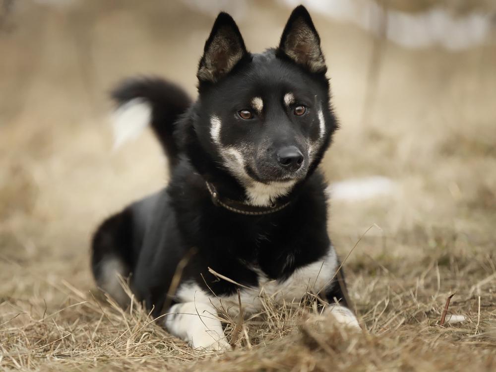 Сокол