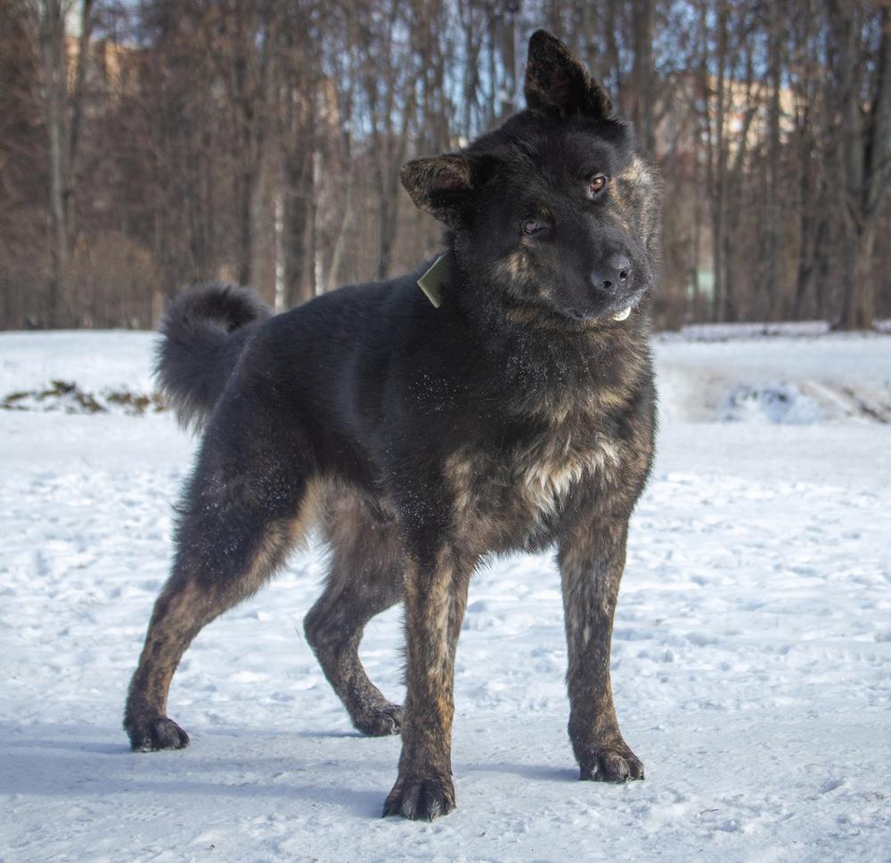 Вэл