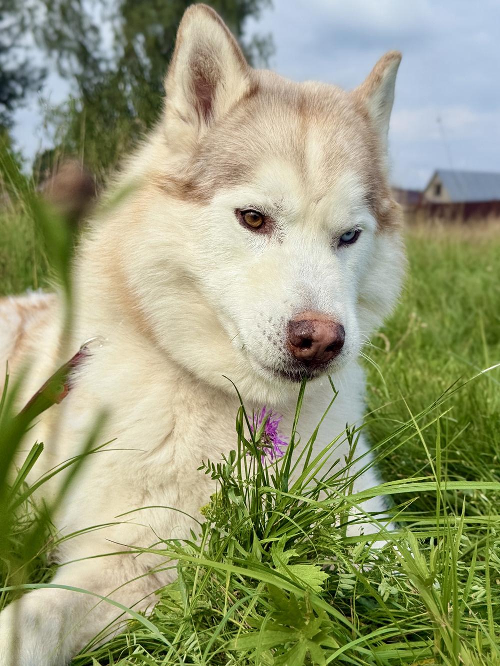 Хатико