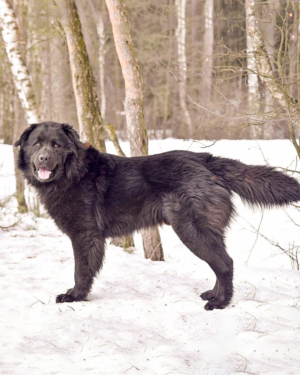 Дзен