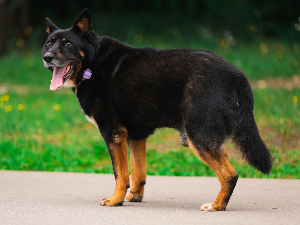 Локо