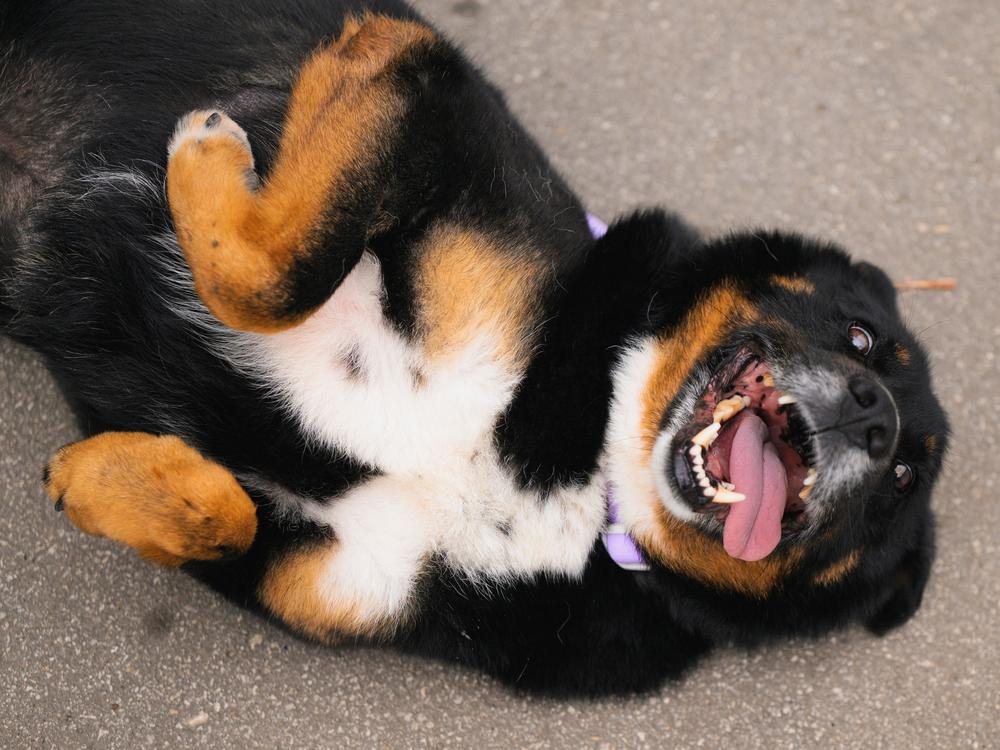 Локо