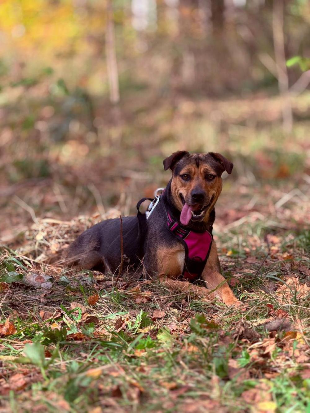Мия