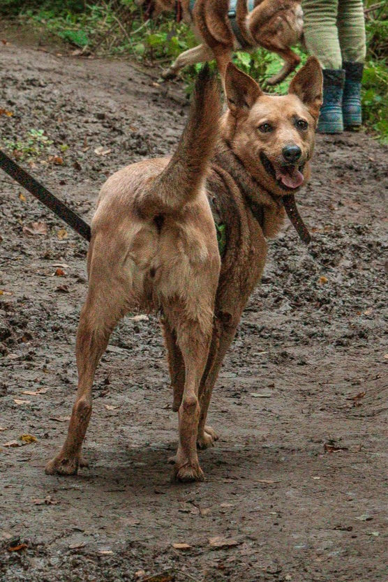 Злата