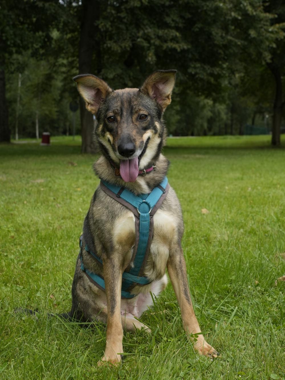 Лапка