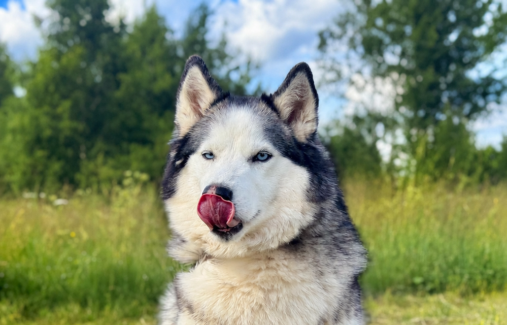 Калипсо