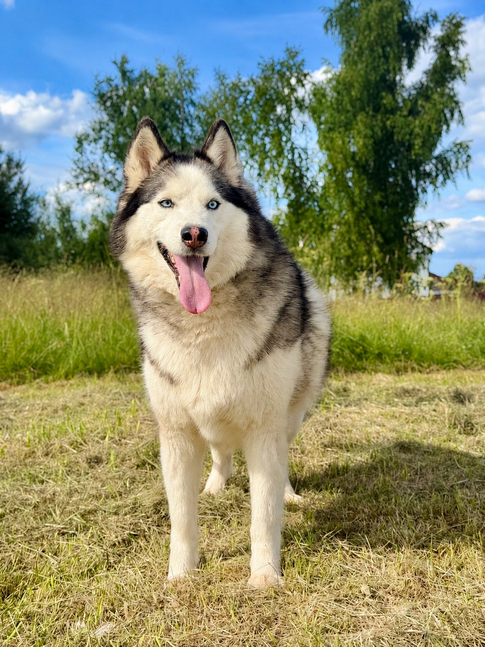 Калипсо