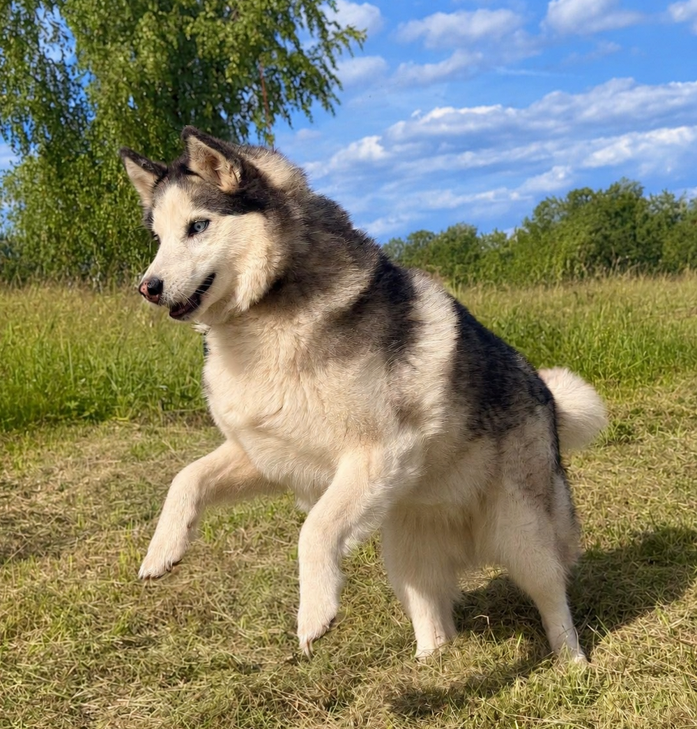Калипсо