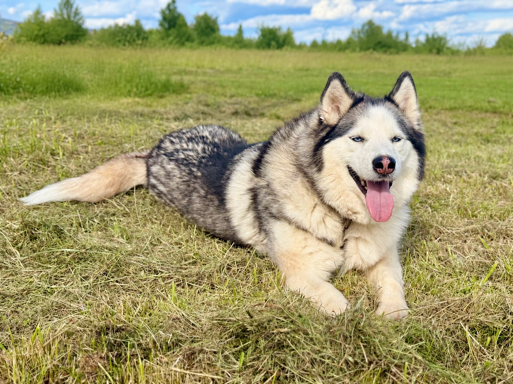 Калипсо