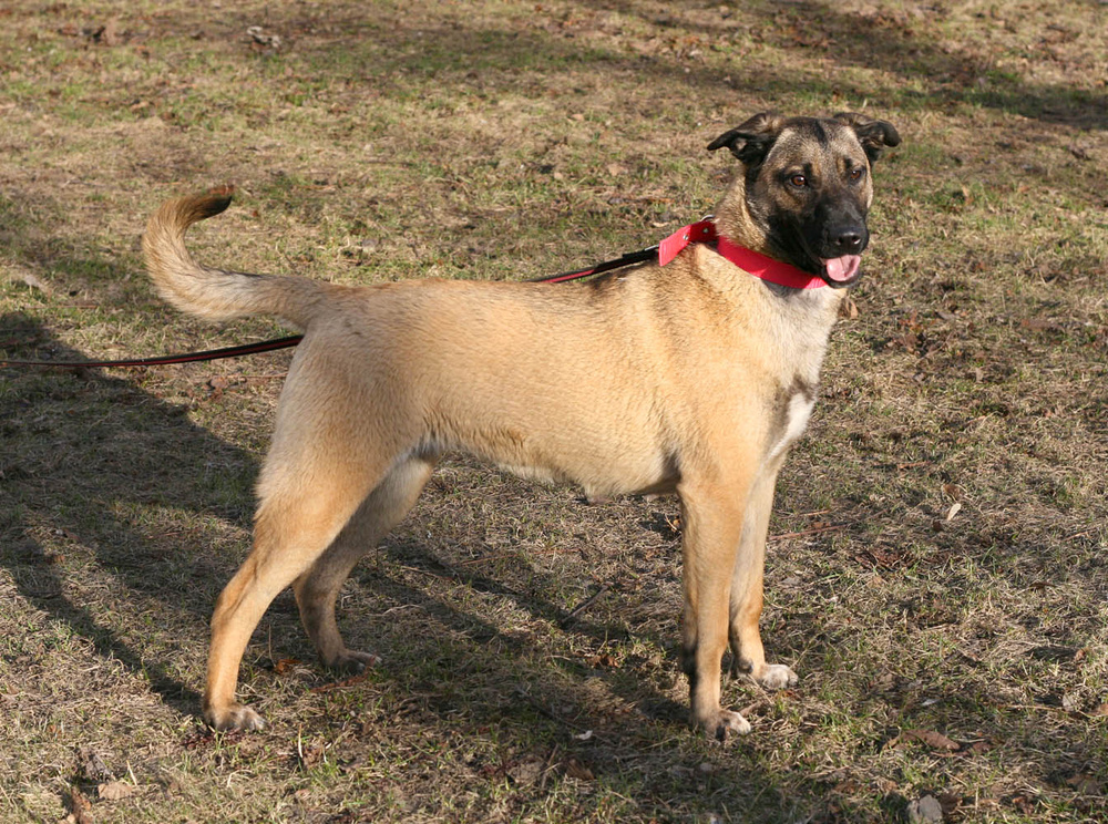 Келли