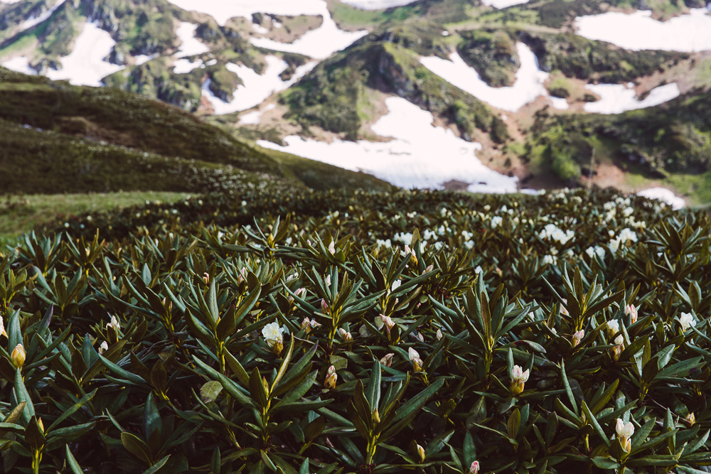 KRASNAYA POLYANA, RUSSIA